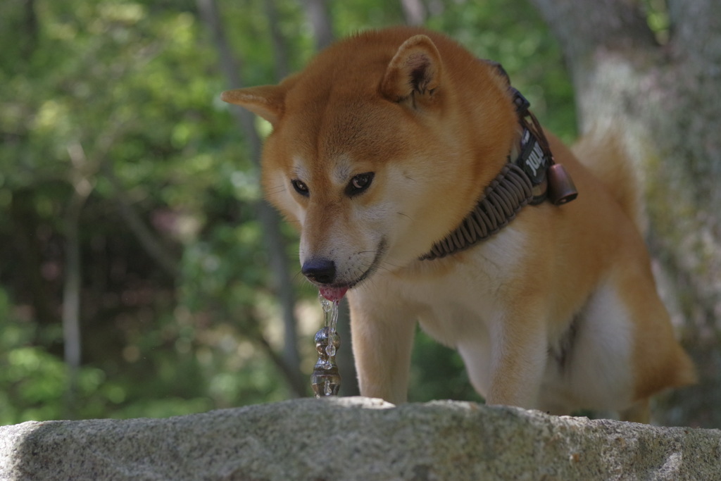 ボクのだからね