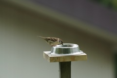 ごはんですよ
