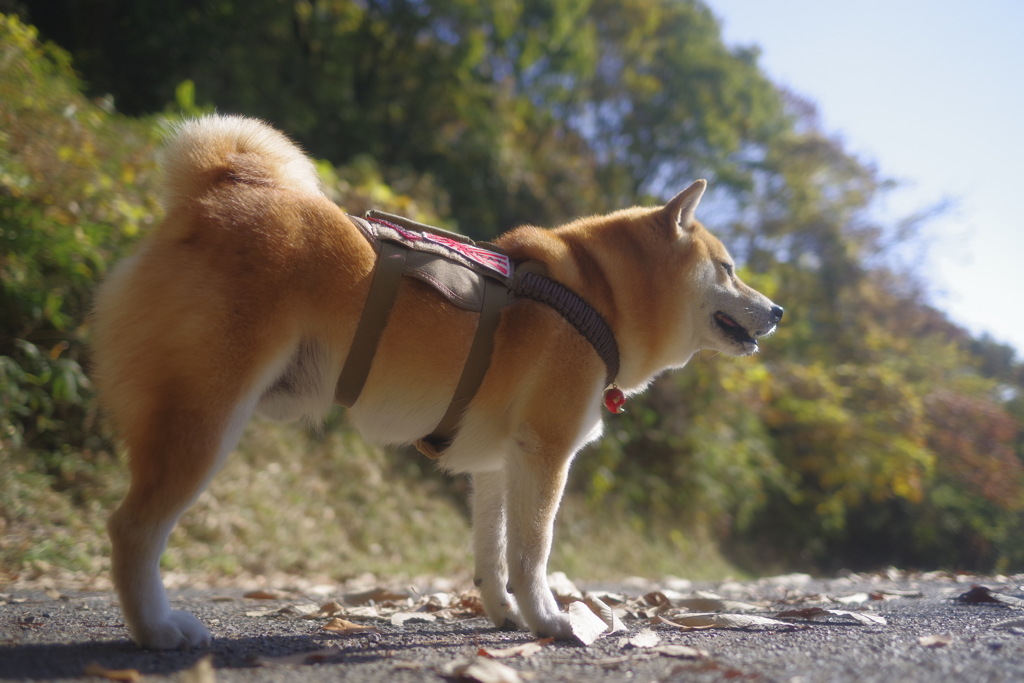 さんぽに行こう