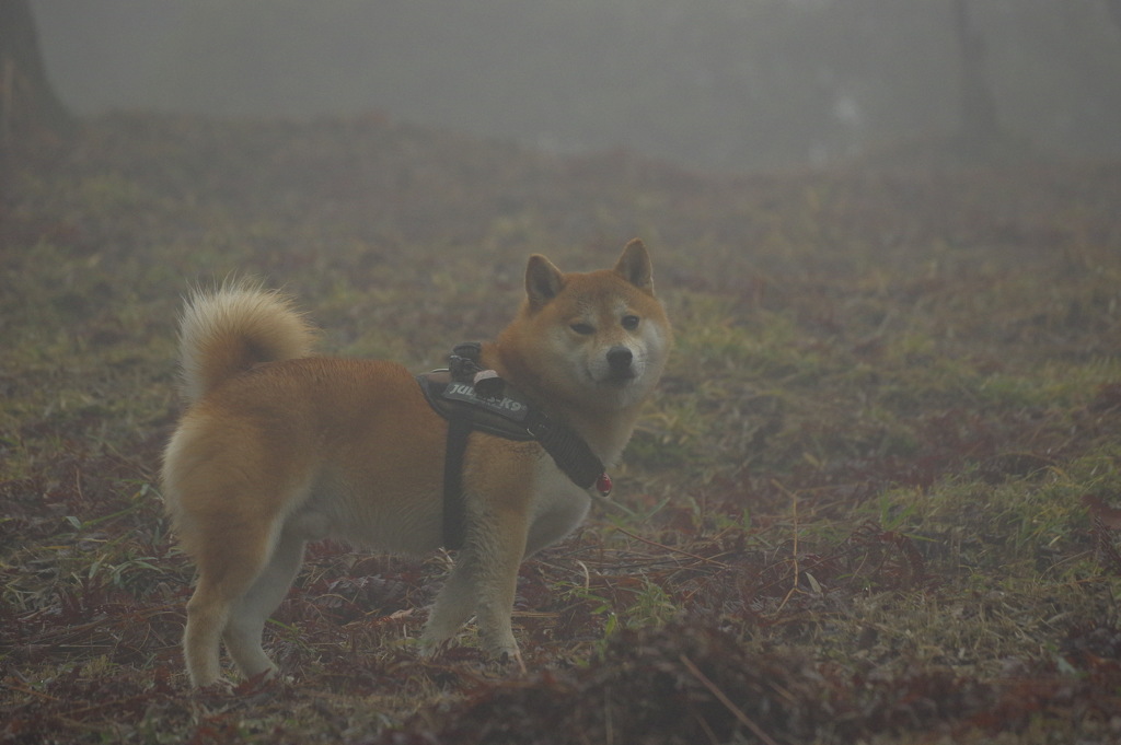 いま お風呂って言ったの？