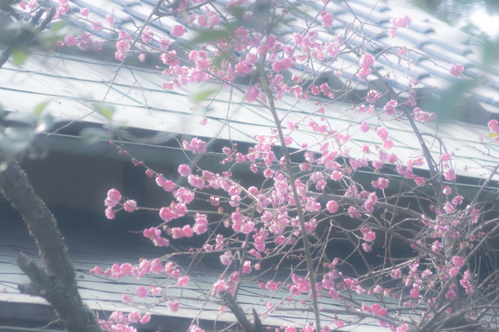 ファインダー越しの春