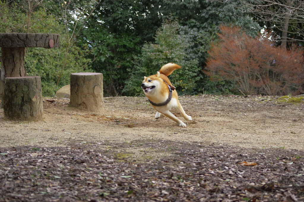 ハングオン