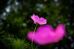 うす紅の秋桜が