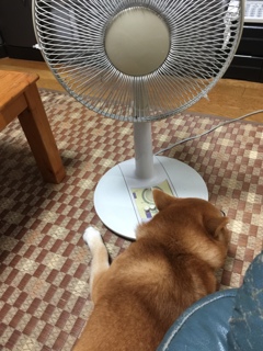 ポルターガイスト