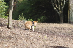 見合って 見合って はっけよ〜〜ぃ