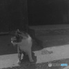 ナナコちゃん
