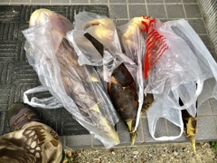 今日も掘り掘り