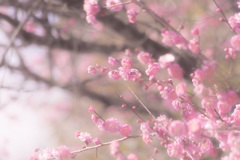 春はすぐそこまで
