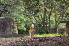 彷徨う おちり