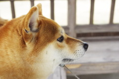 モコモコモコっ