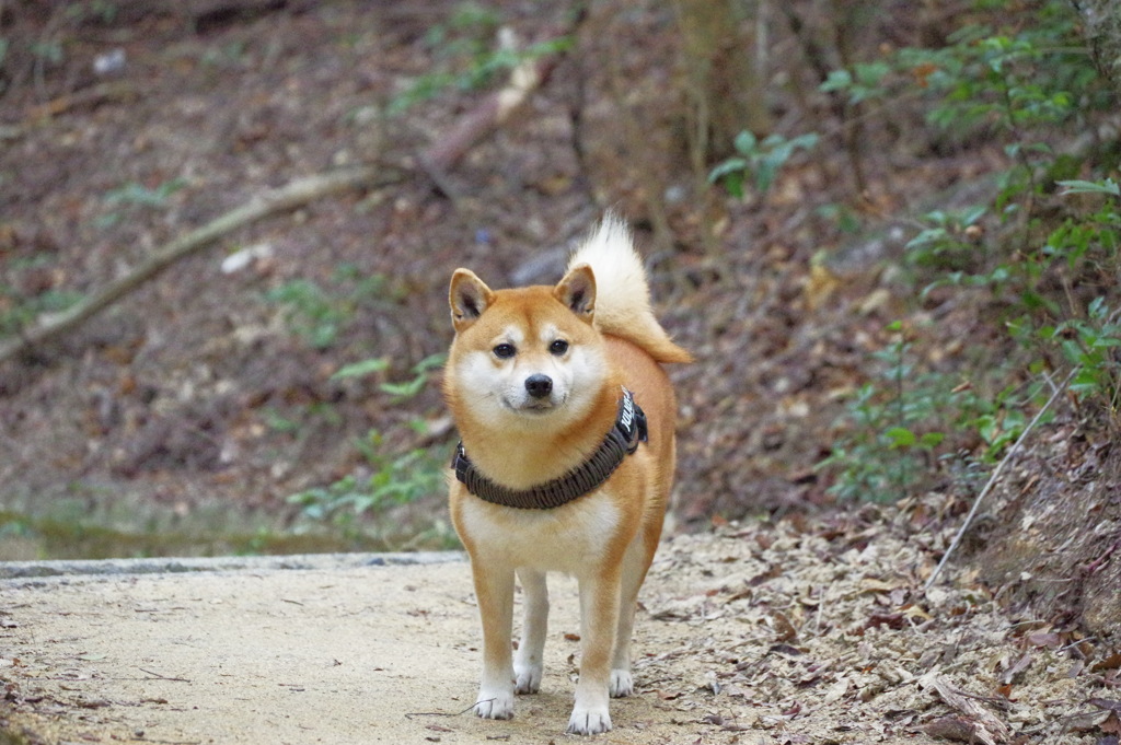留守番ご苦労様