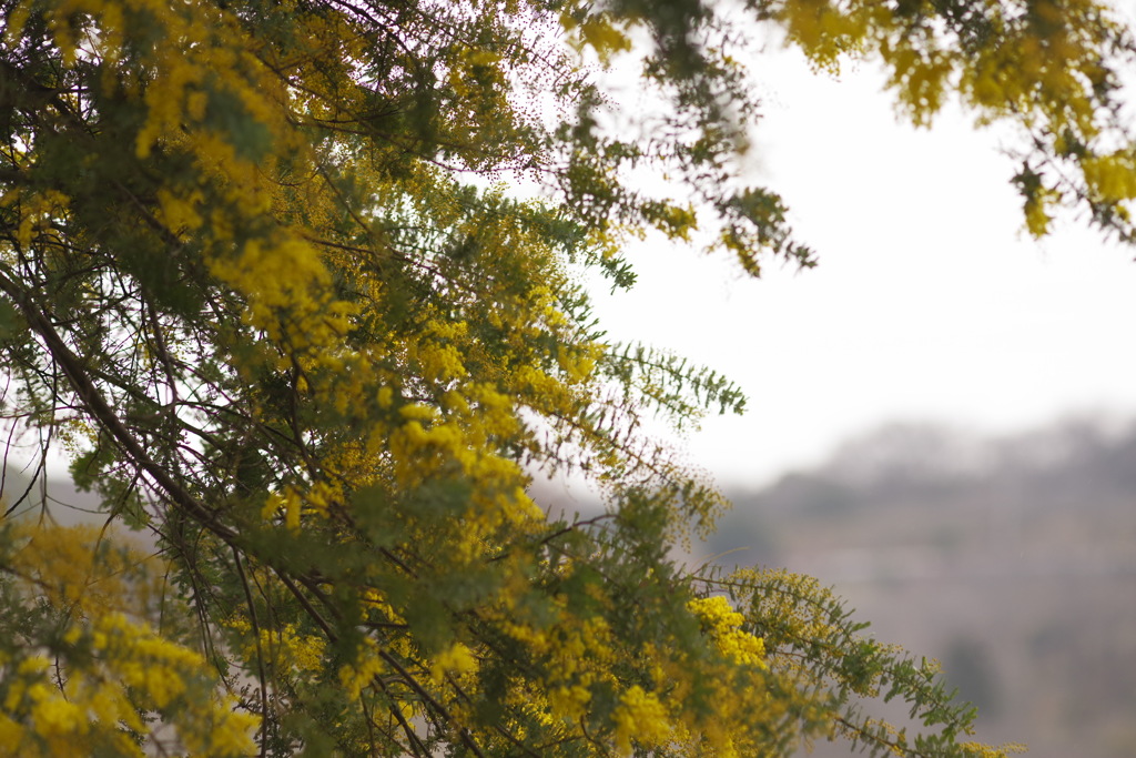 ふわふわの炒り卵