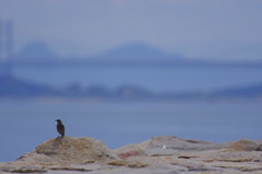 瀬戸の海