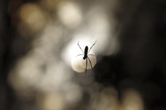 晴れのち 蜘蛛り
