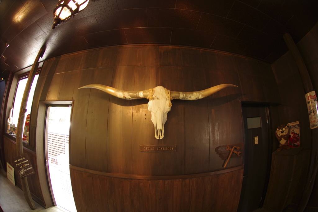 Texas longhorn