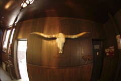 Texas longhorn