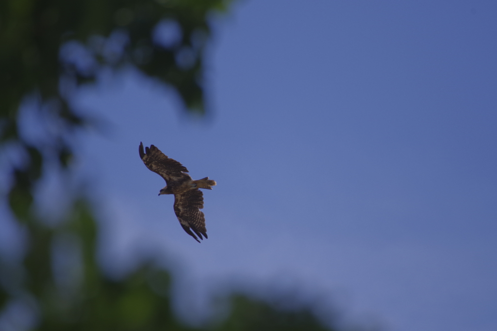 油揚げもってません