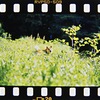 草刈り前