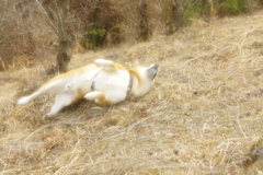 ごろ〜ん