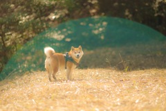 トンちゃんバリアー