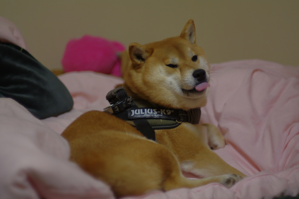 可愛く写ってあげないよ