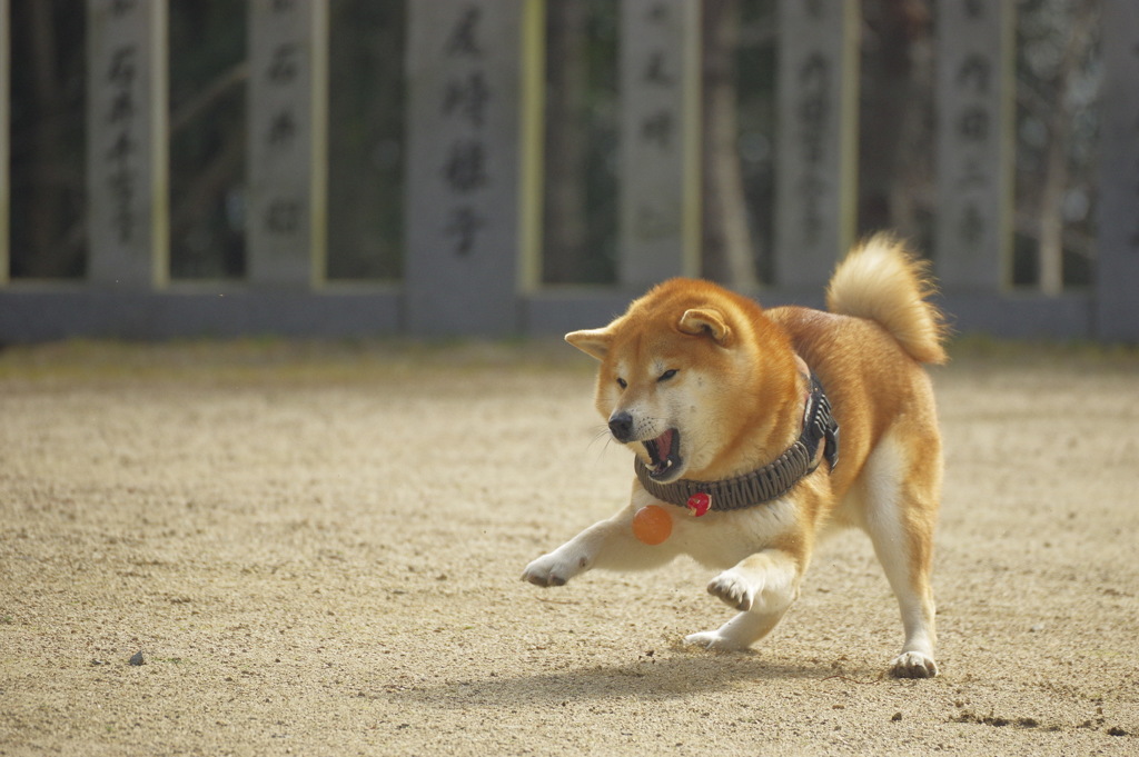 ひとりずもう