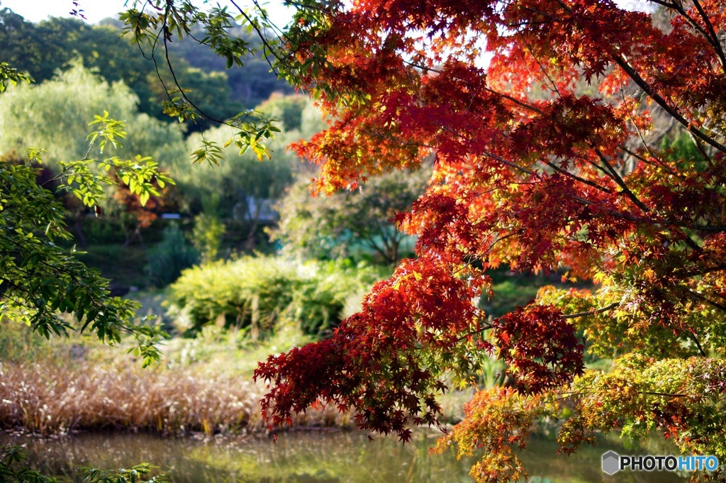 紅葉