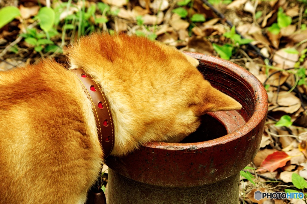ブラジルの人 聴こえますかー？