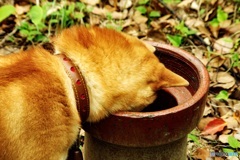 ブラジルの人 聴こえますかー?