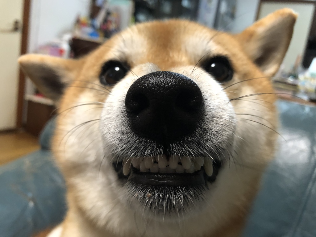 なでるなキケン