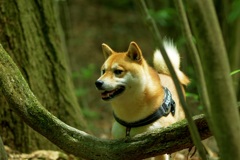 沼の間の一本道