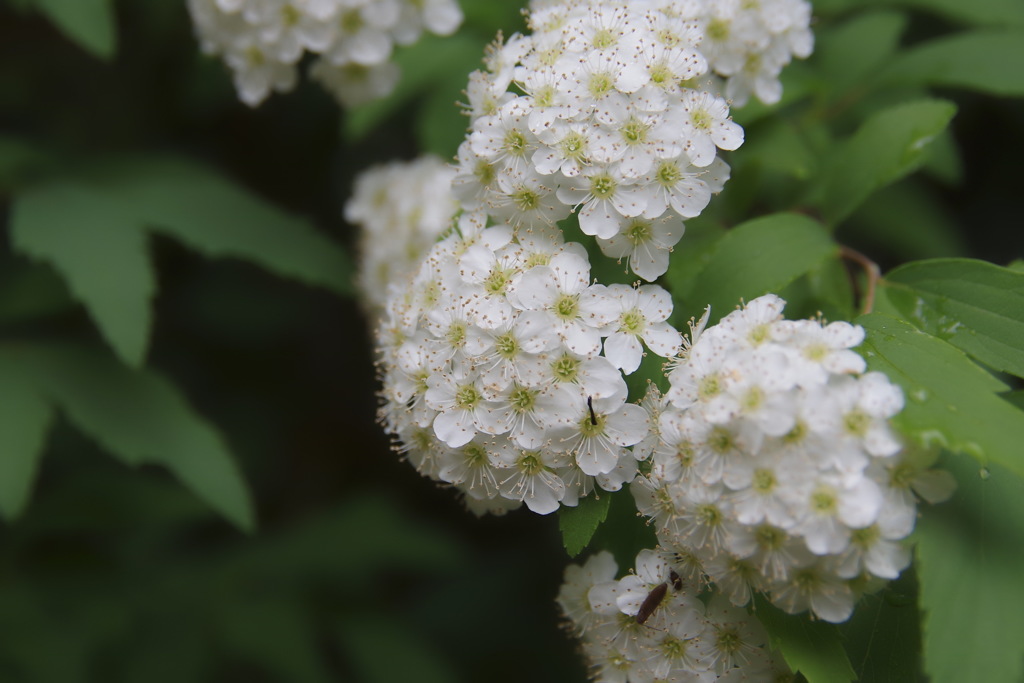 フワフワふわり