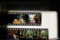 リバーサルフィルム