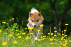たんぽぽと