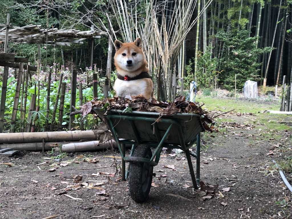 猫の手以下