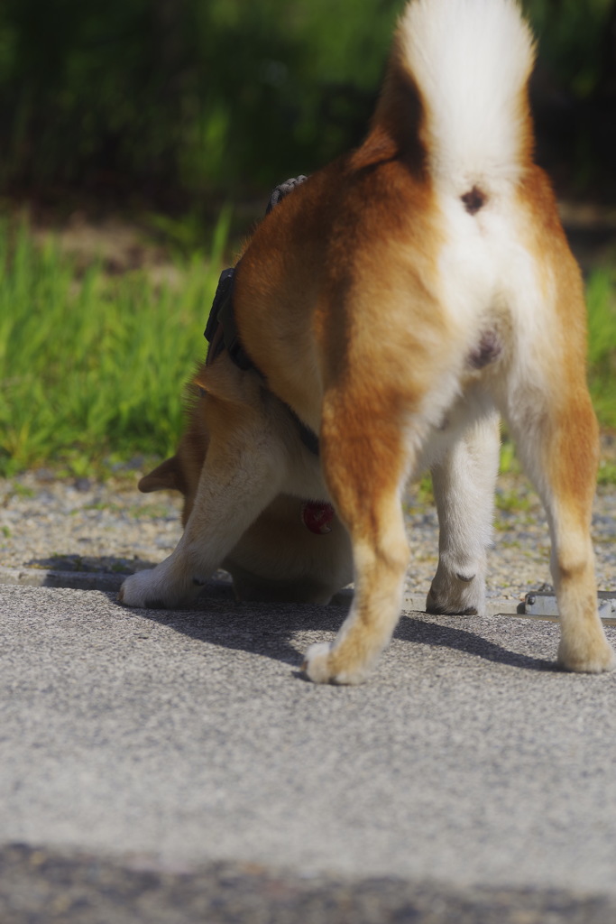 春の香りがする