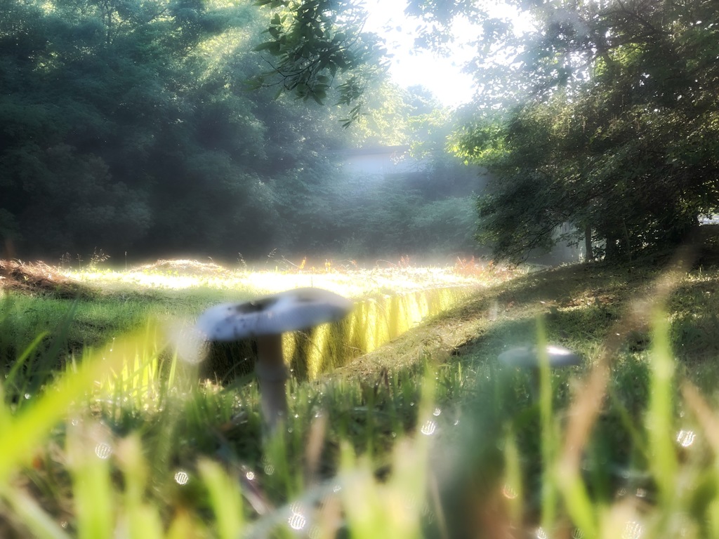 トンちゃんの冒険