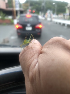 あいのり