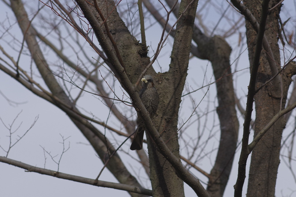 大きなパンも丸呑みよ
