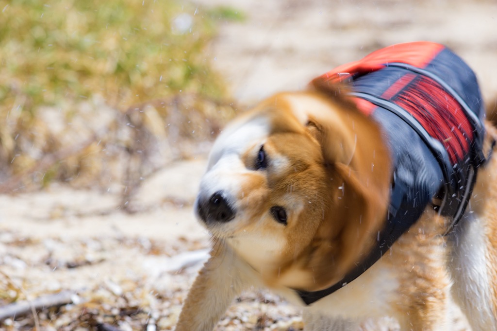 耳たたんでみた