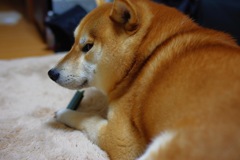 あげないんだからね…