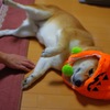 グレた…