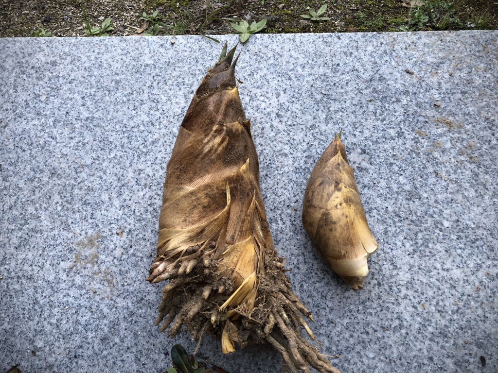 初物