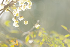 ロウの花