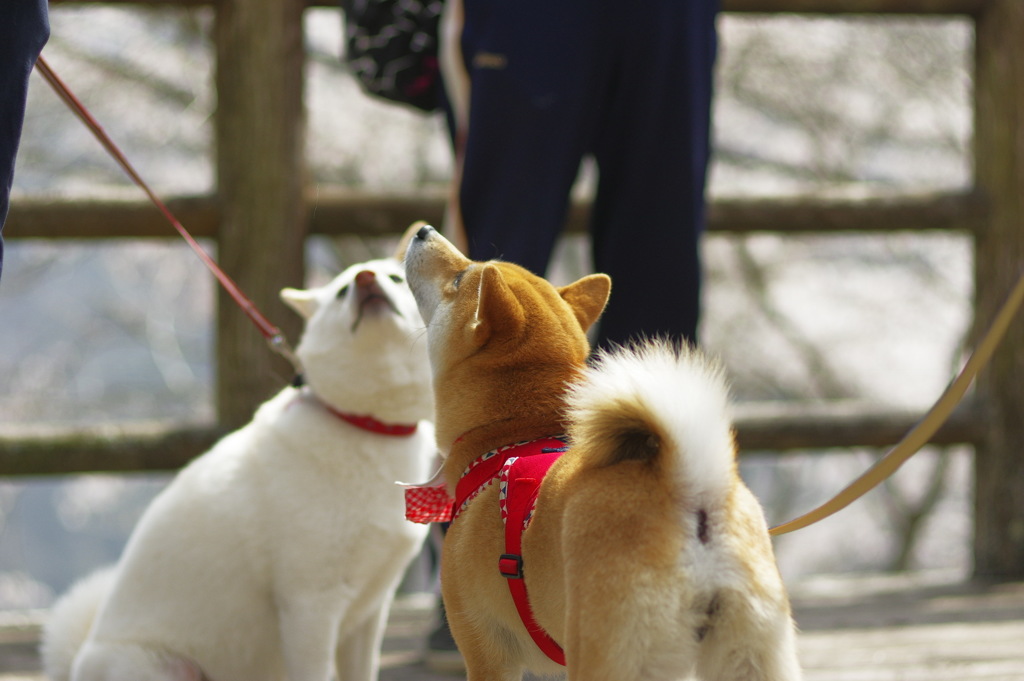 トンちゃんのお目当て