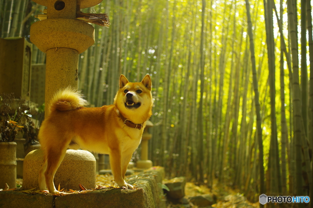 ご先祖様のお墓