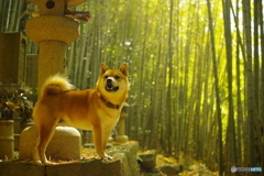 ご先祖様のお墓