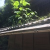 生命力