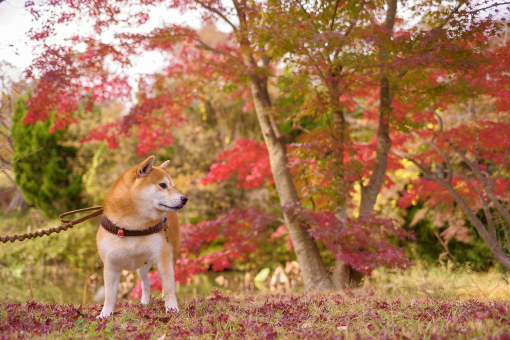 色づく風景