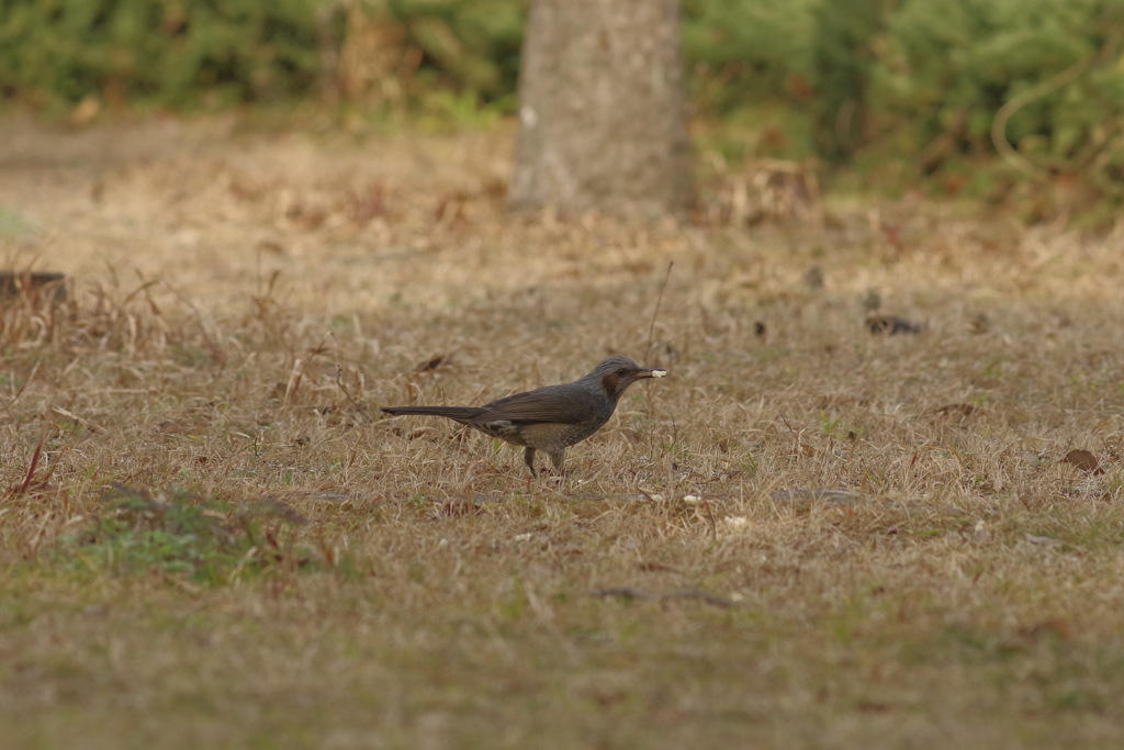 スズメ目 ヒヨドリ科 ヒヨドリ属 By Cragar Id 写真共有サイト Photohito